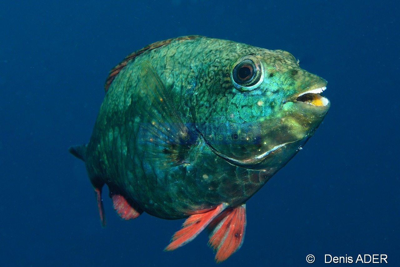 Sparisoma-aurofrenatum initiale-Bonaire Buddy reef-19m-20180219-Denis-ADER-DSC_6937_tn.jpg